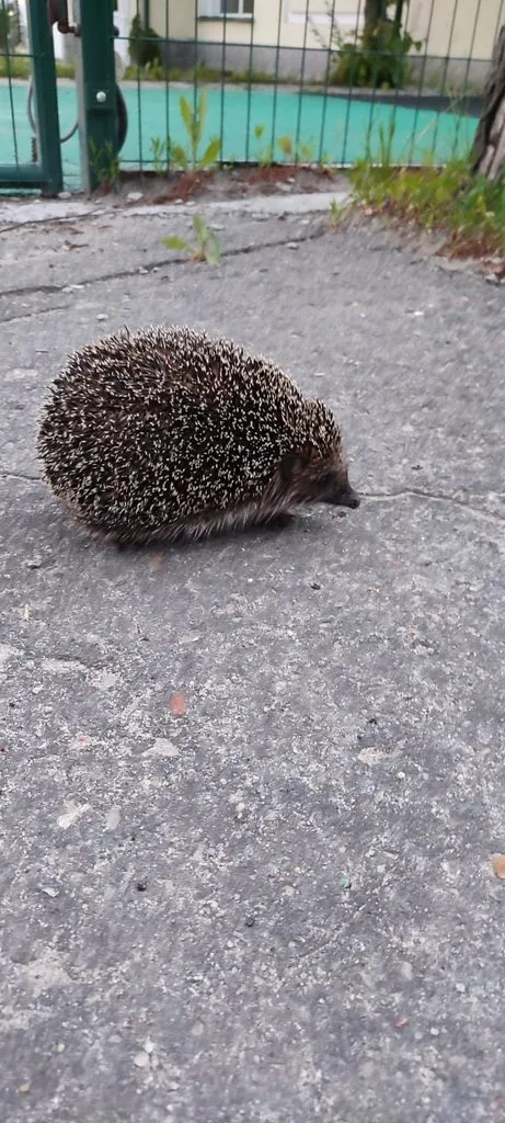 Чайная беседка