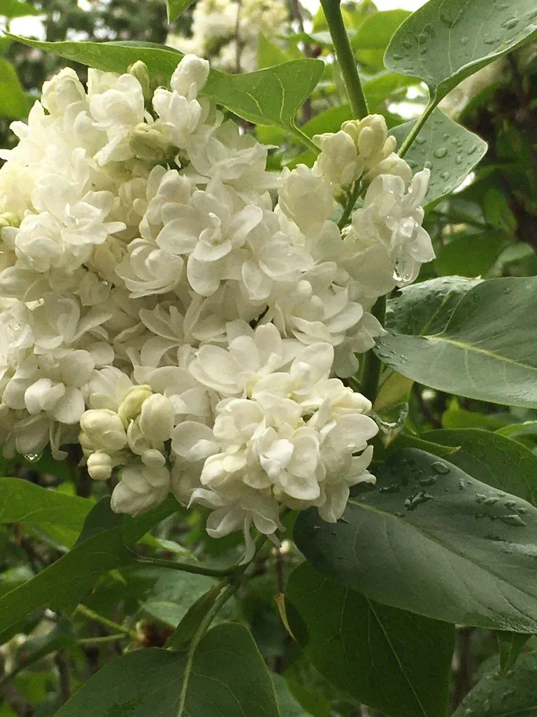 Фотонастроение