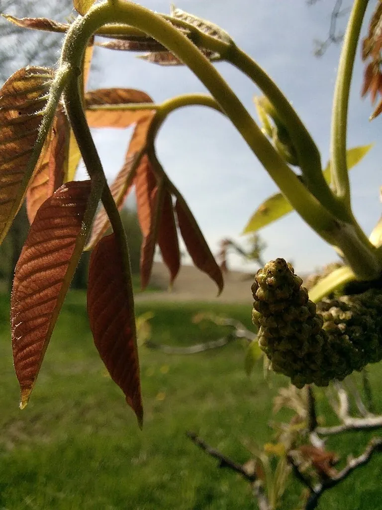 Чайная беседка