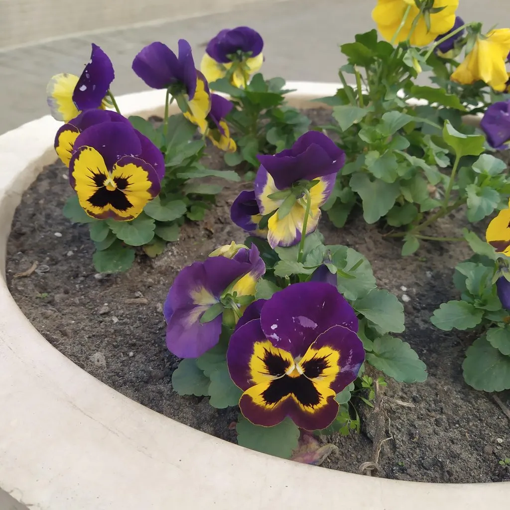 Чайная беседка