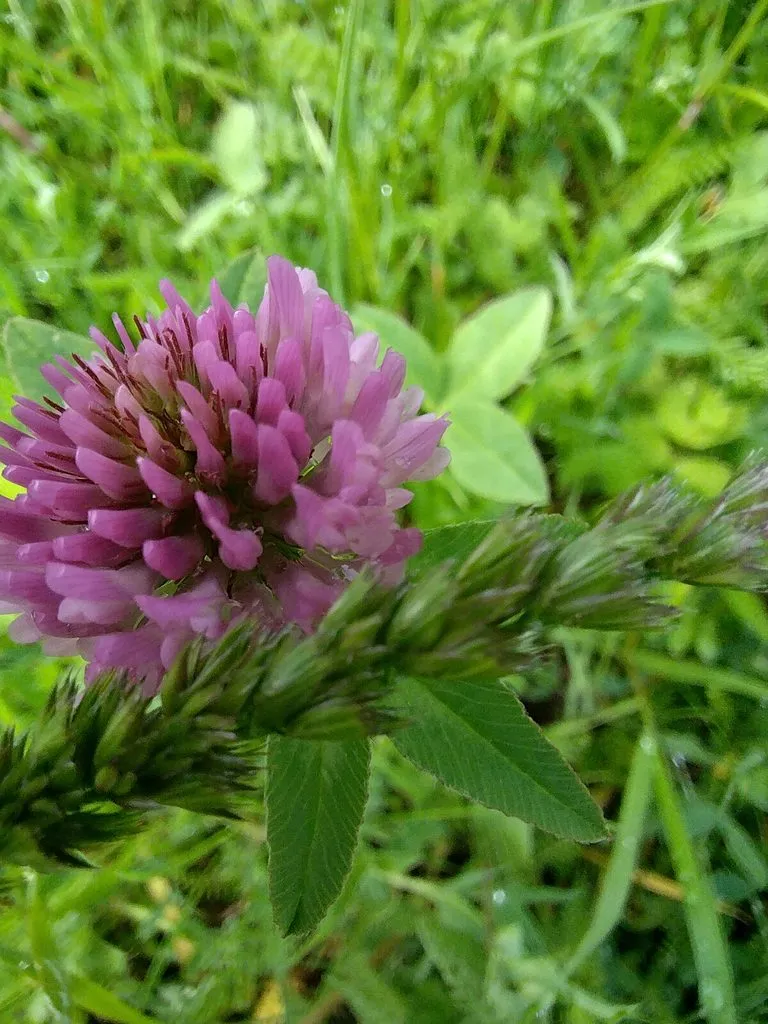 Чайная беседка