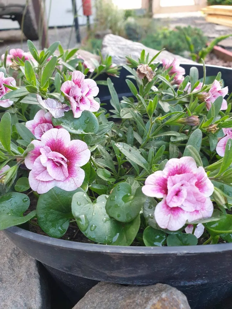 Чайная беседка