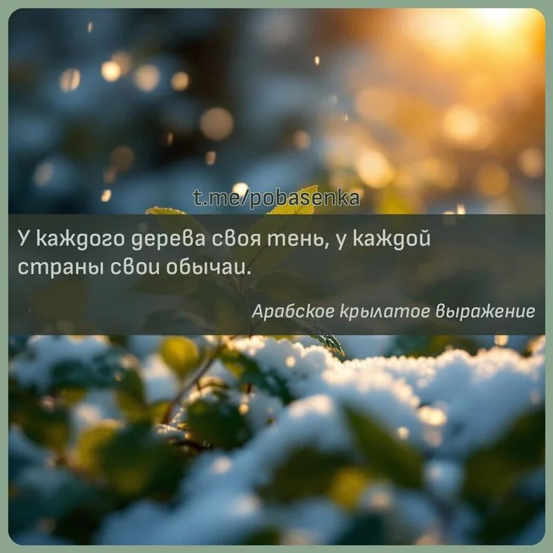 «У каждого дерева своя тень, у каждой страны свои...» height="550" width="550"