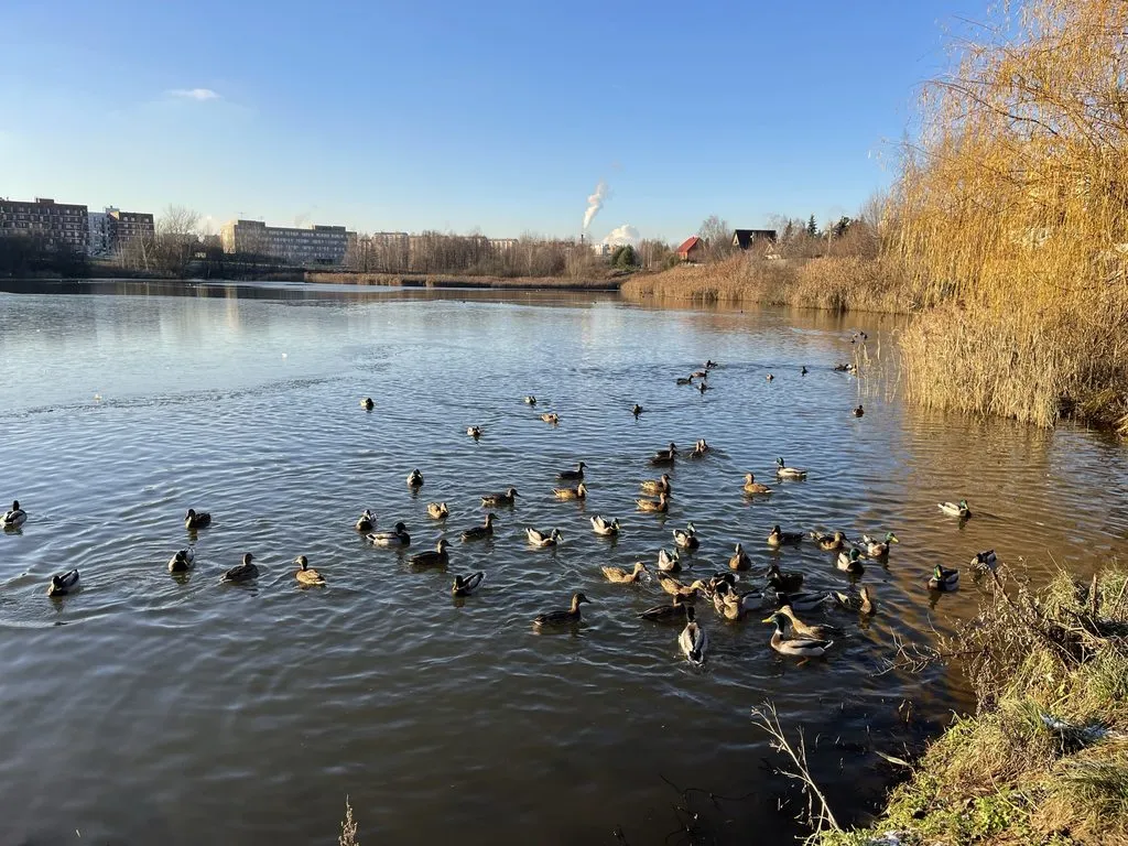 Чайная беседка