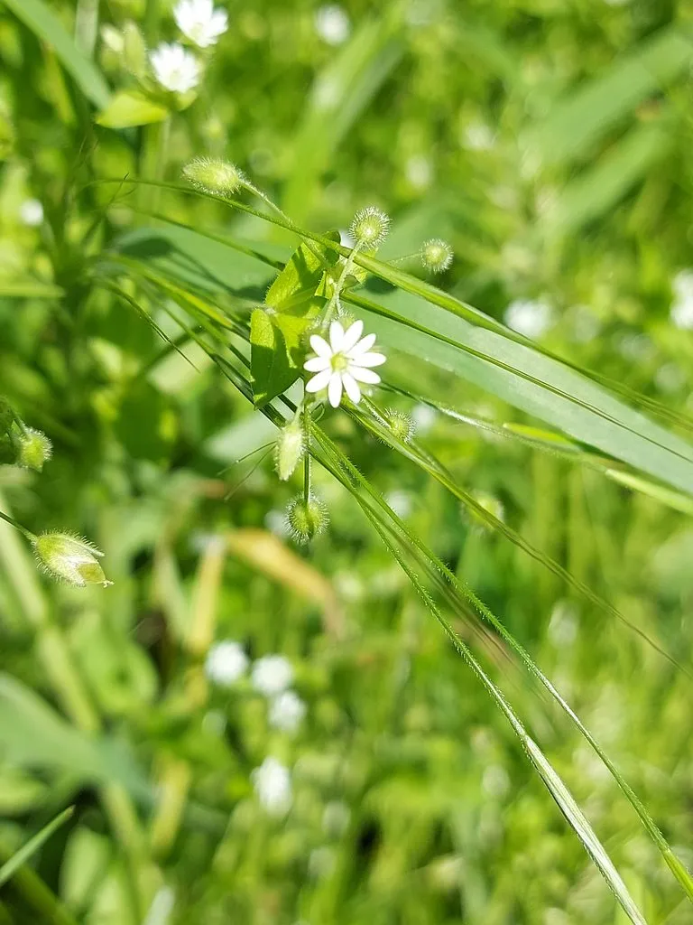 Чайная беседка