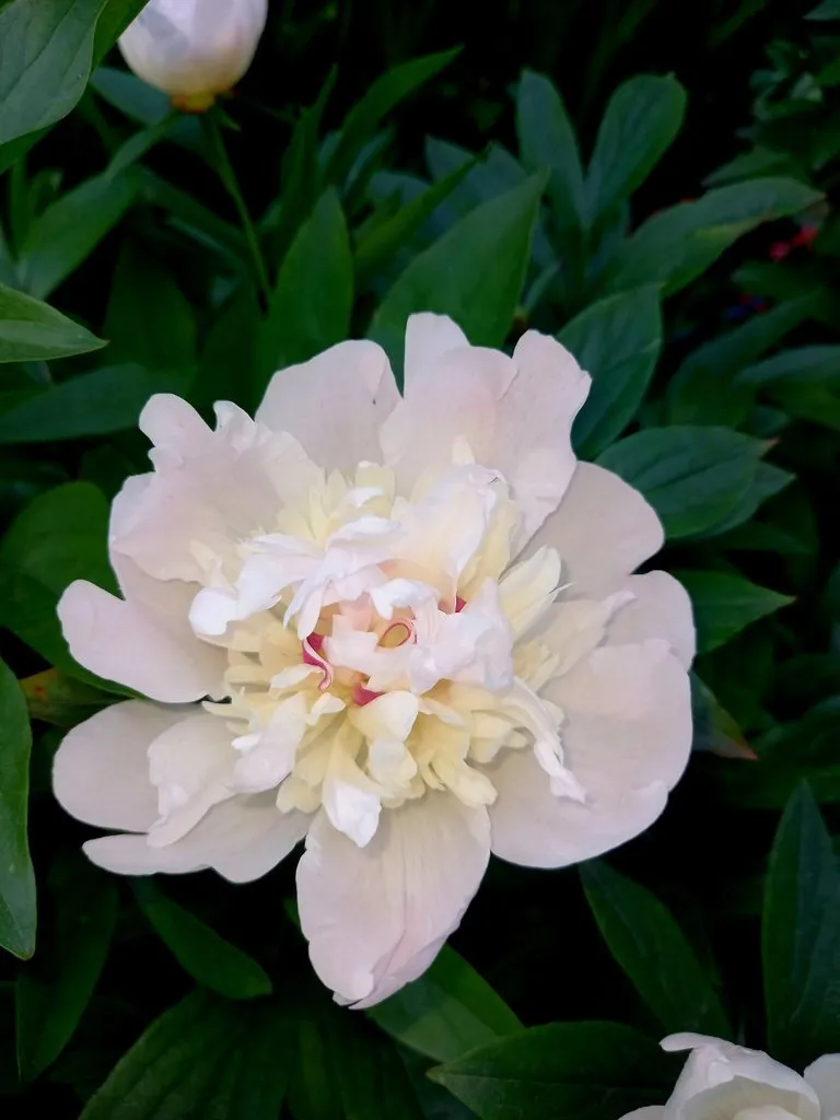 Чайная беседка