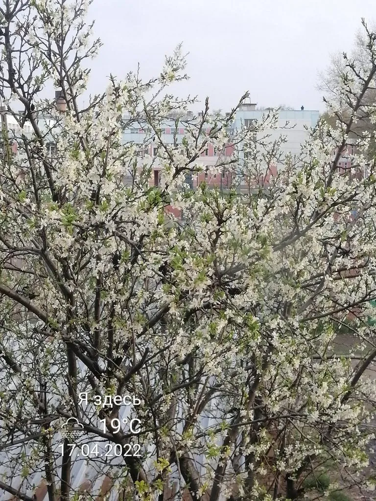 Чайная беседка