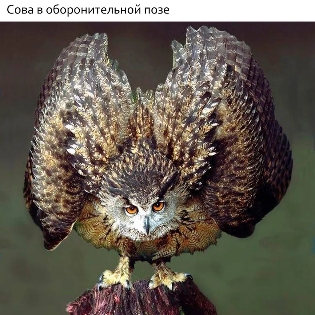 Эти забавные животные