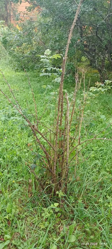 Флора