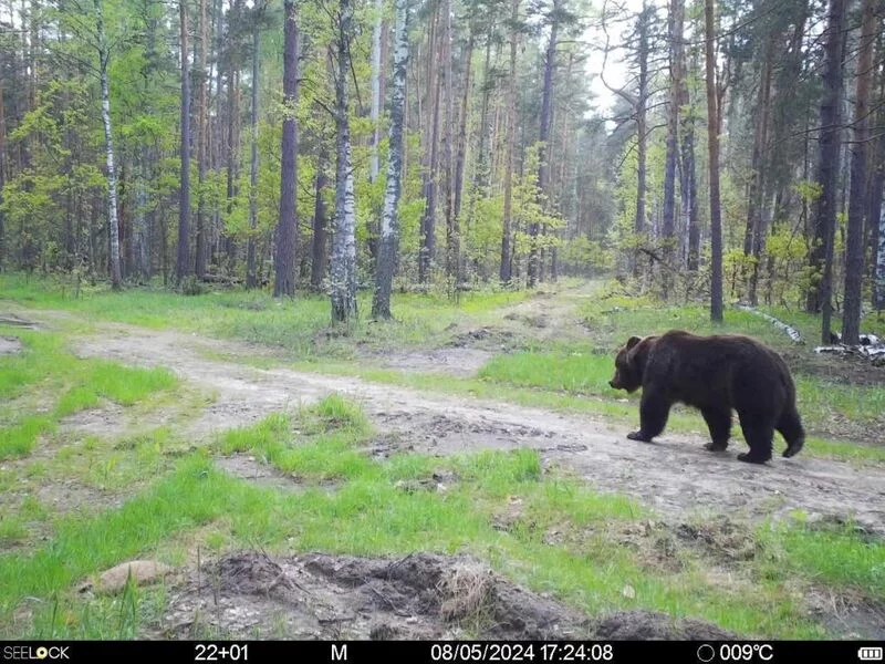 Чайная беседка