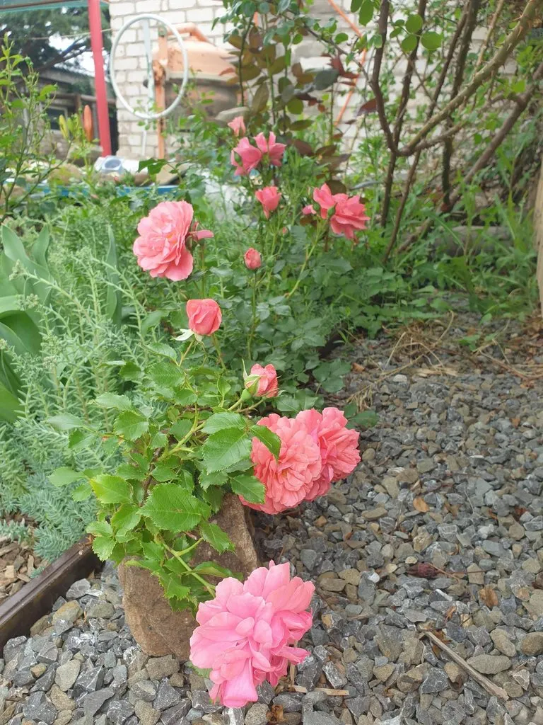 Чайная беседка