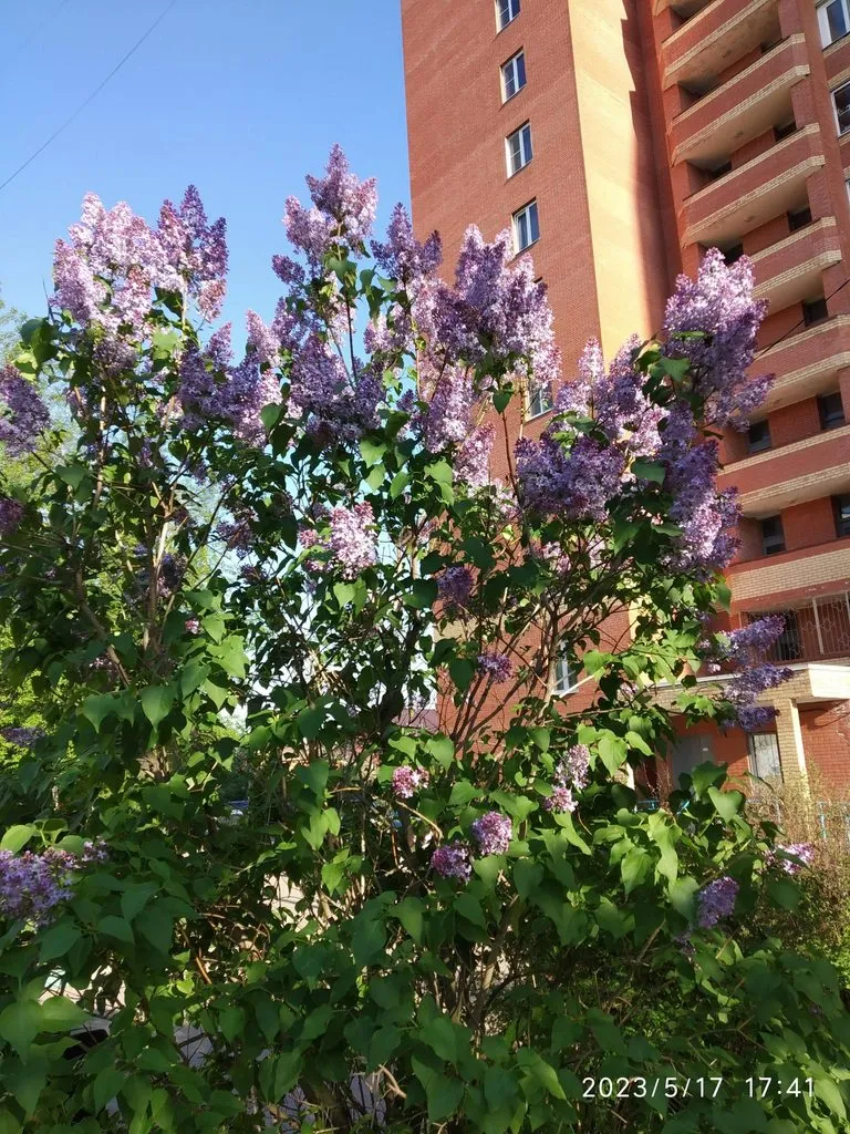 Чайная беседка