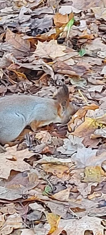 Чайная беседка