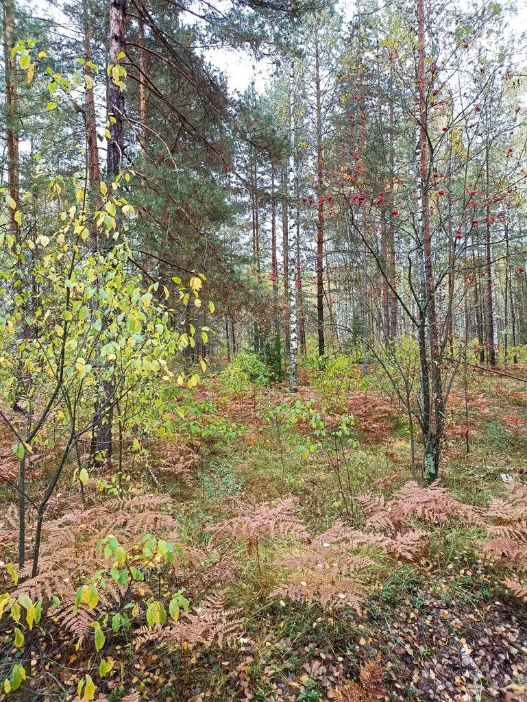 Фотонастроение