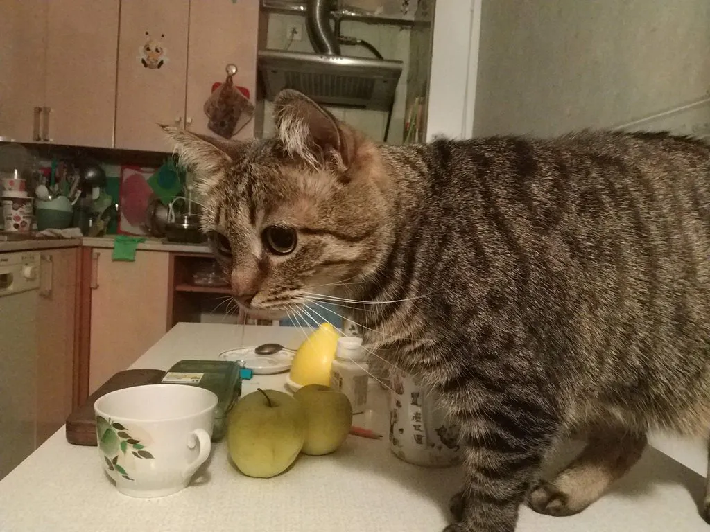 Кафе «У пани Сони»