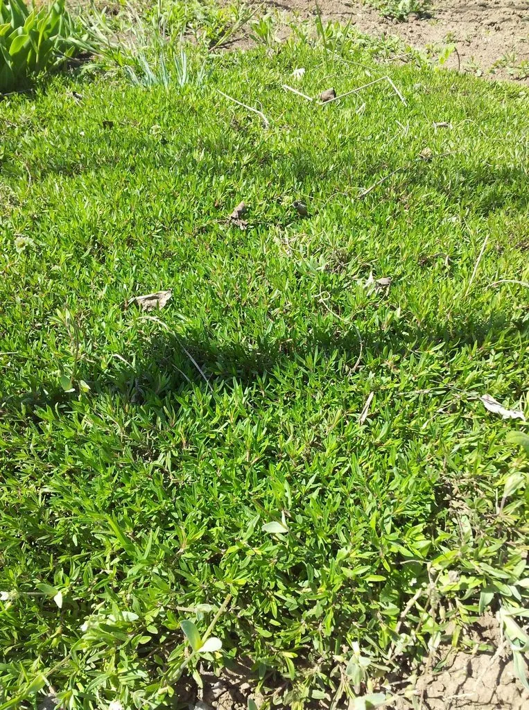 Чайная беседка