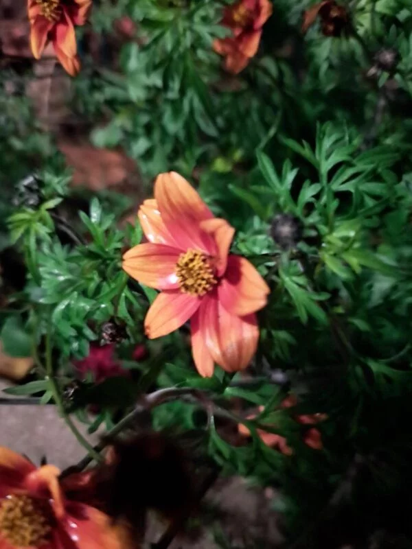 Чайная беседка