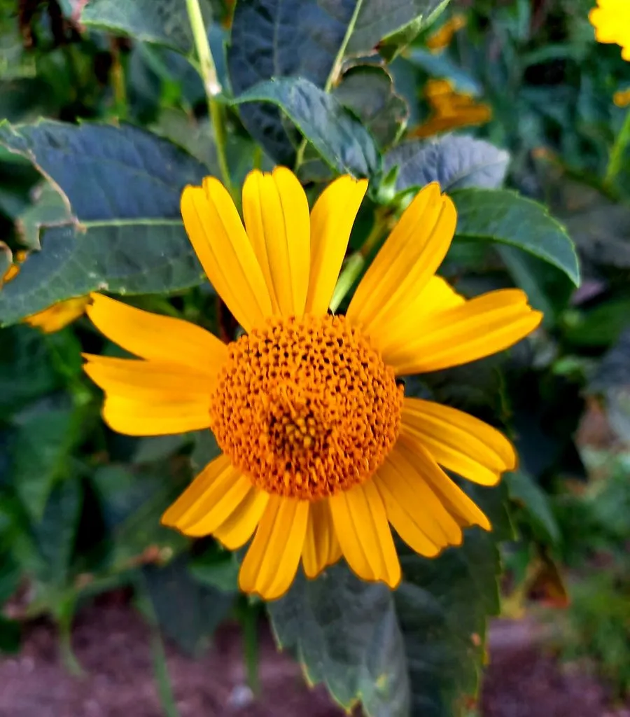 Tapтaлeтки & Ко