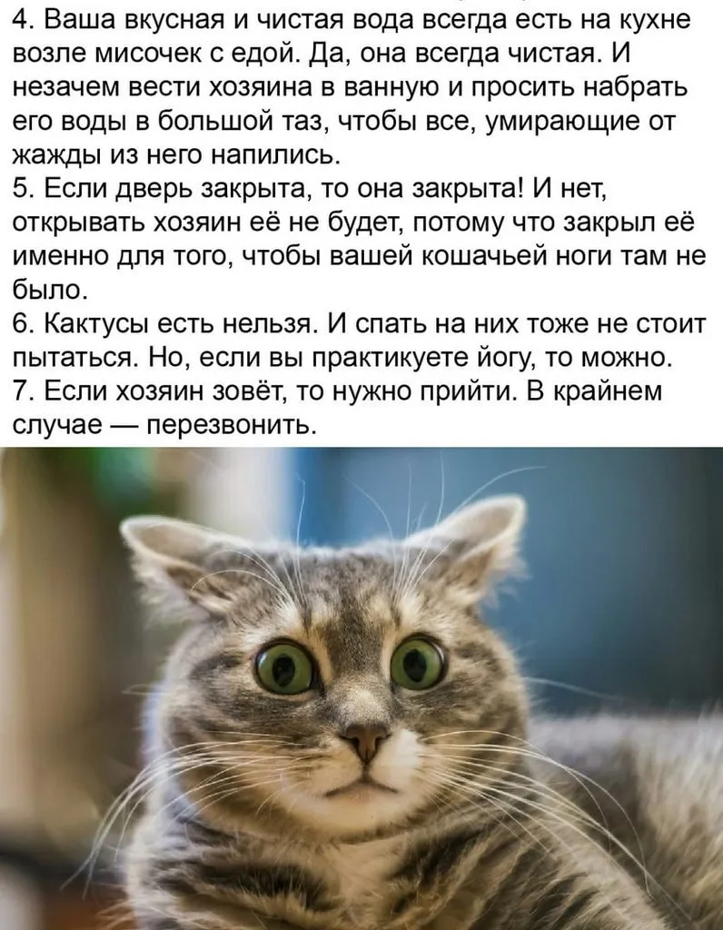 Кто сказал «Мяу»?
