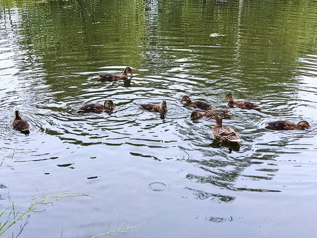 Чайная беседка
