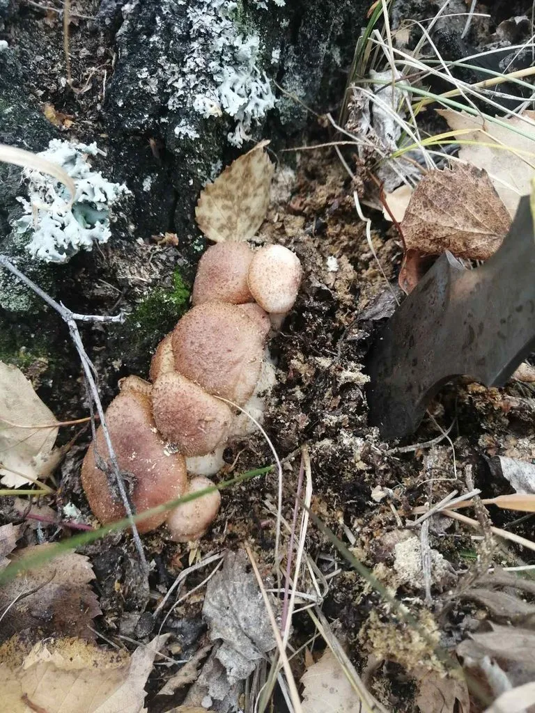 Чайная беседка