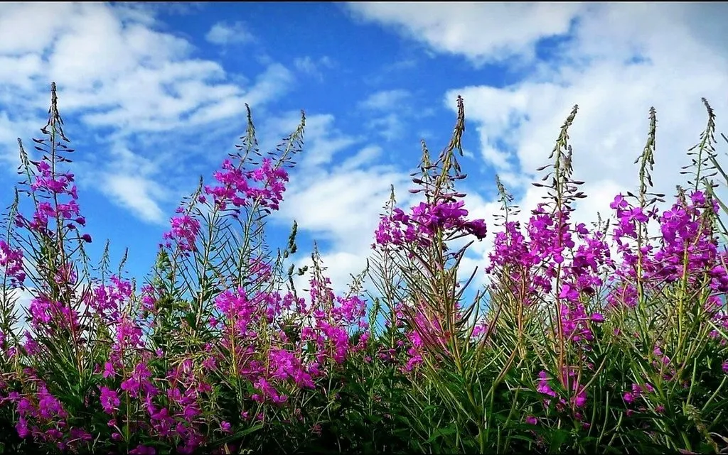 Такое разное небо