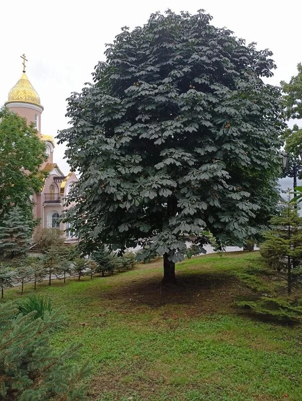 Владивосток - "золото" Дальнего Востока