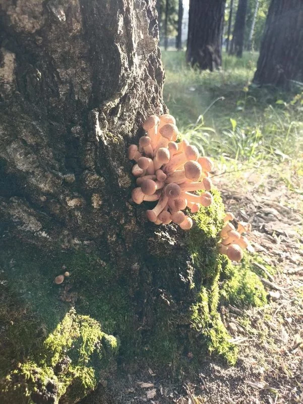 Фотонастроение