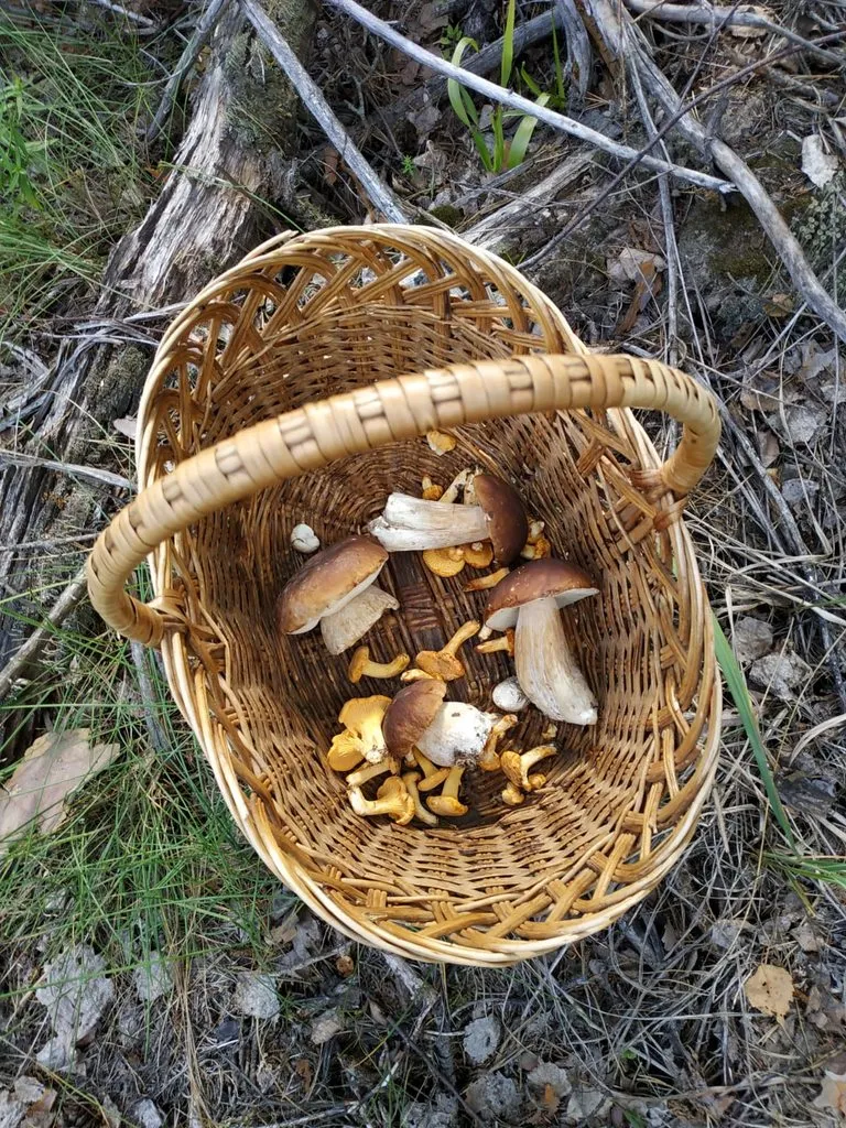 Чайная беседка