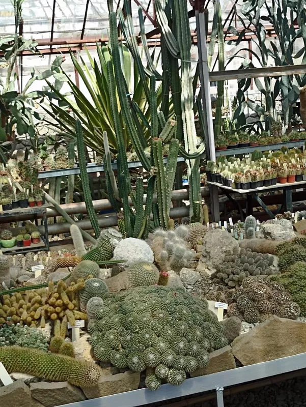 Флора