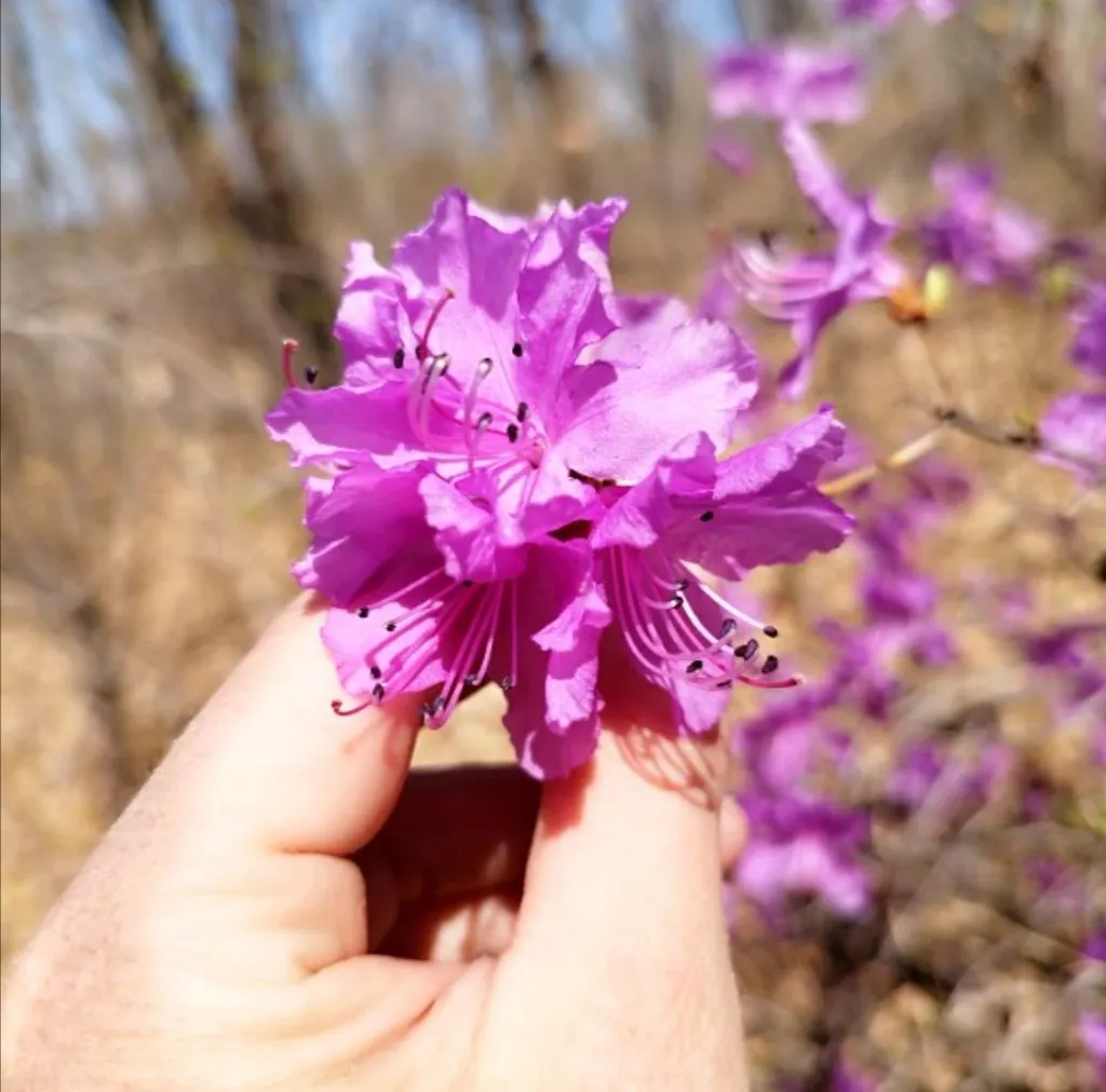Чайная беседка