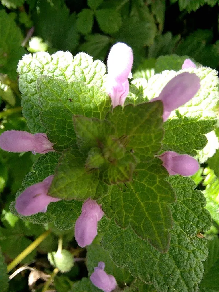 Чайная беседка