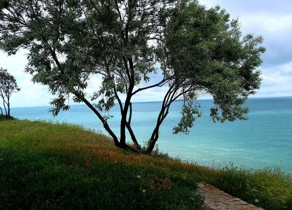 Чайная беседка