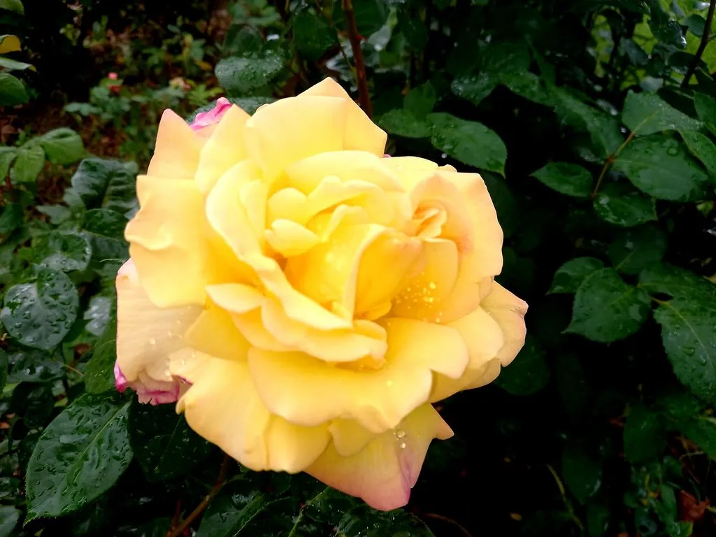 Чайная беседка