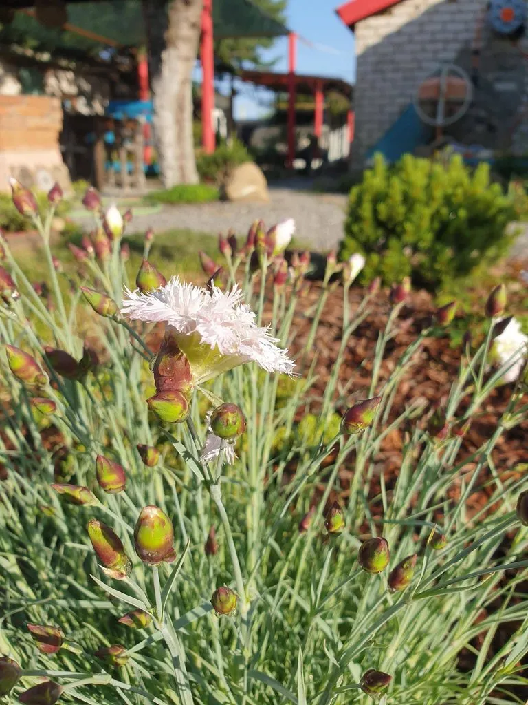 Чайная беседка