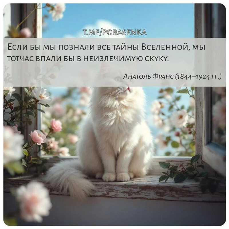 «Если бы мы познали все тайны Вселенной, мы тотчас впали бы в неизлечимую...» height="550" width="550"