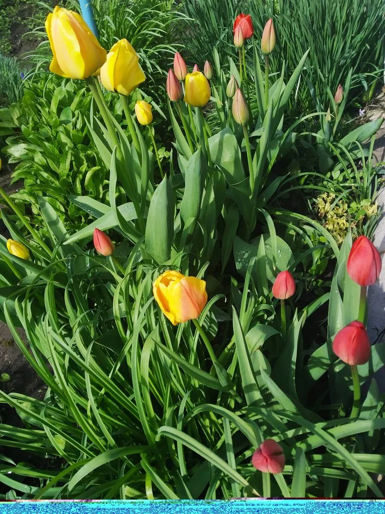 Чайная беседка