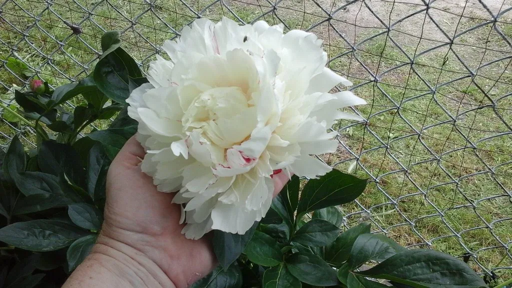 Чайная беседка