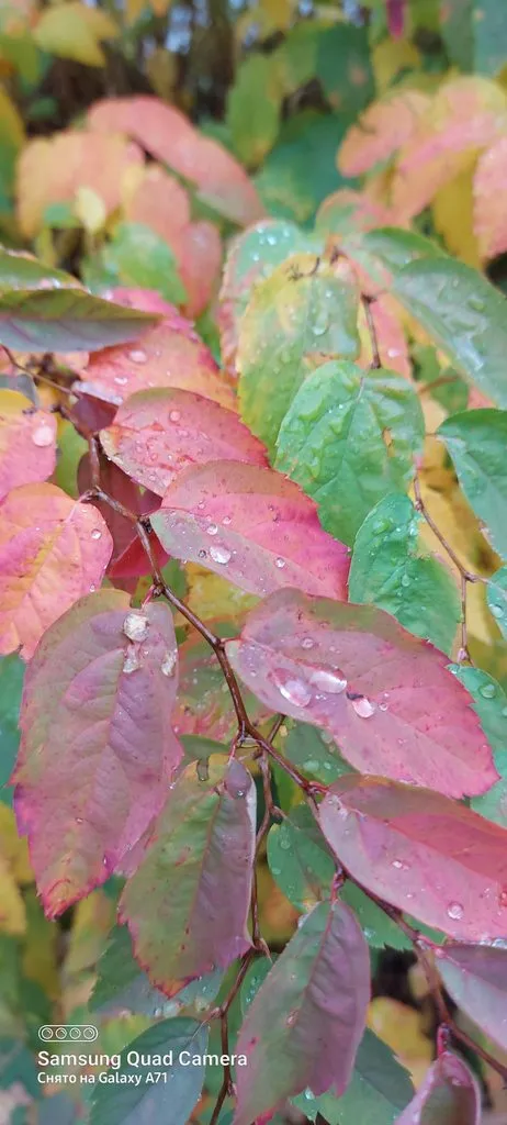 Чайная беседка