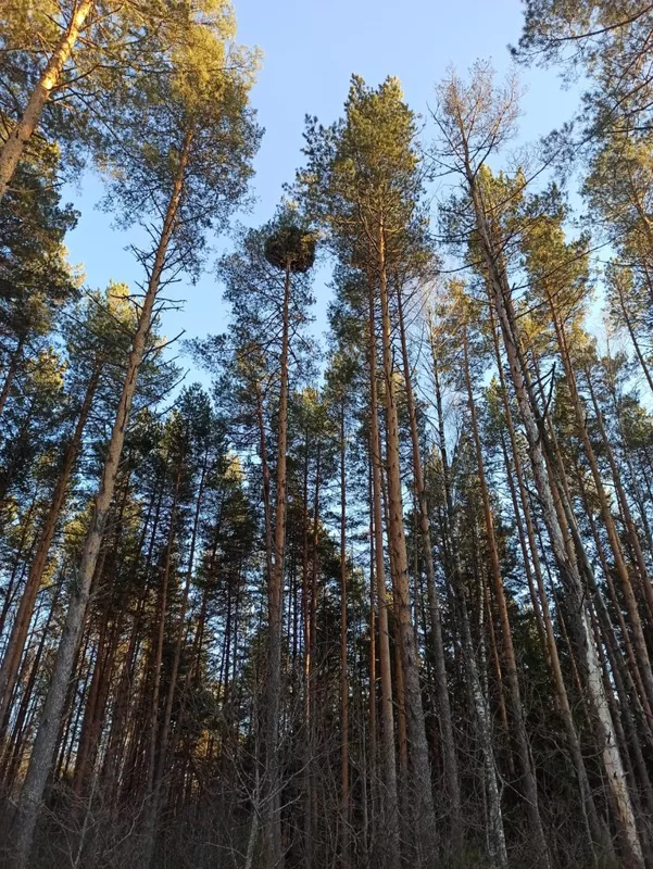 Чайная беседка