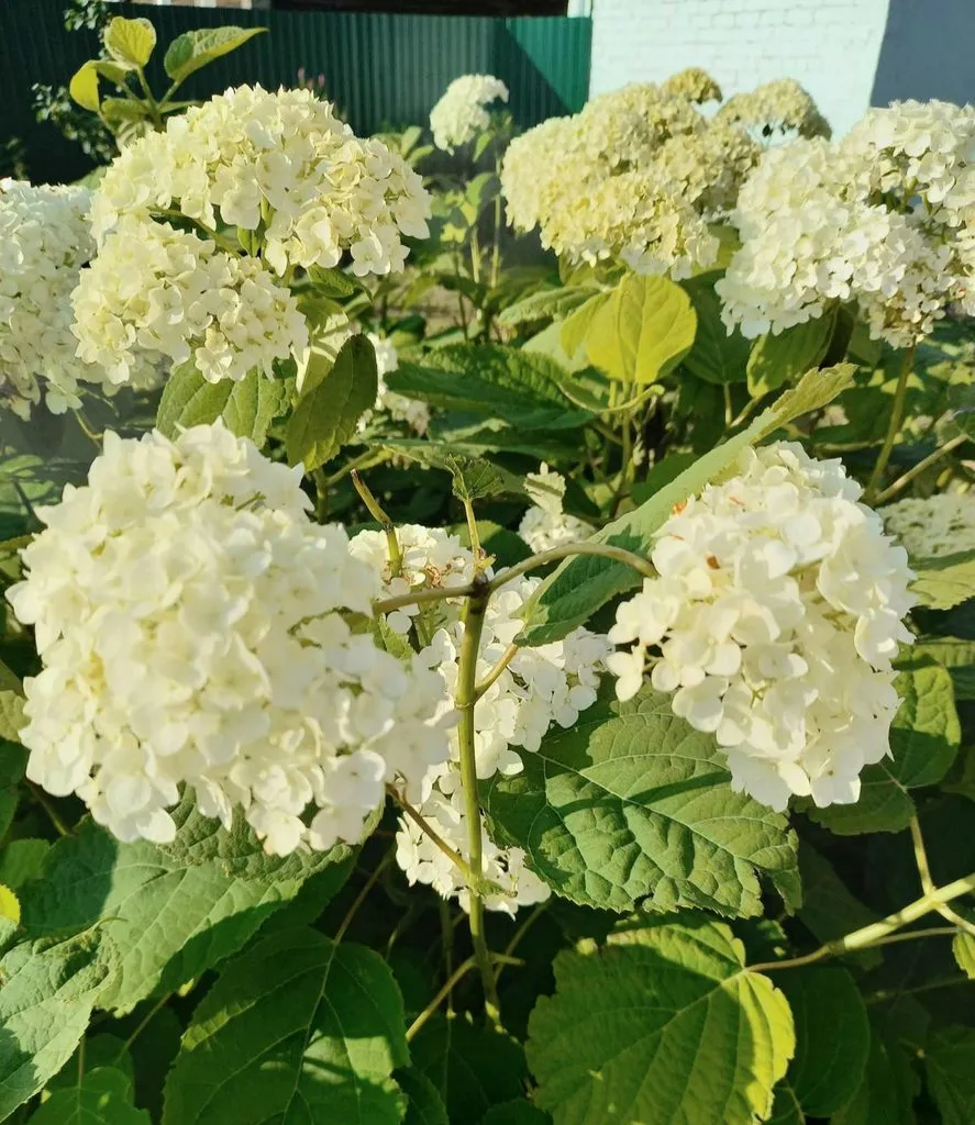 Флора