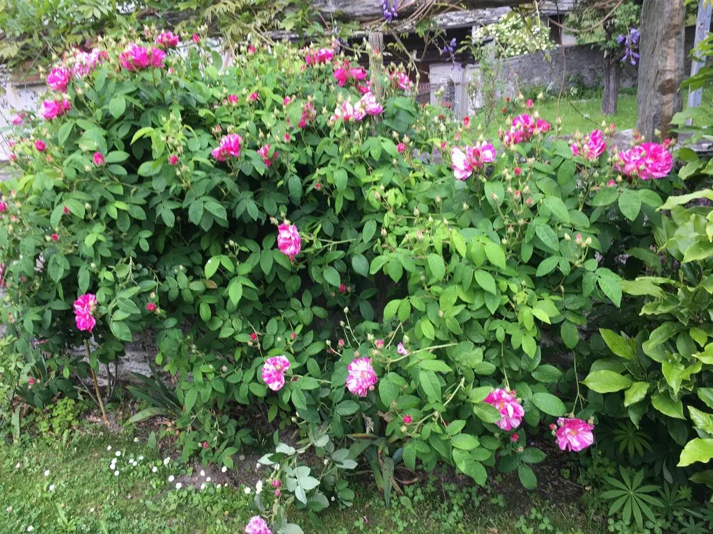 Чайная беседка