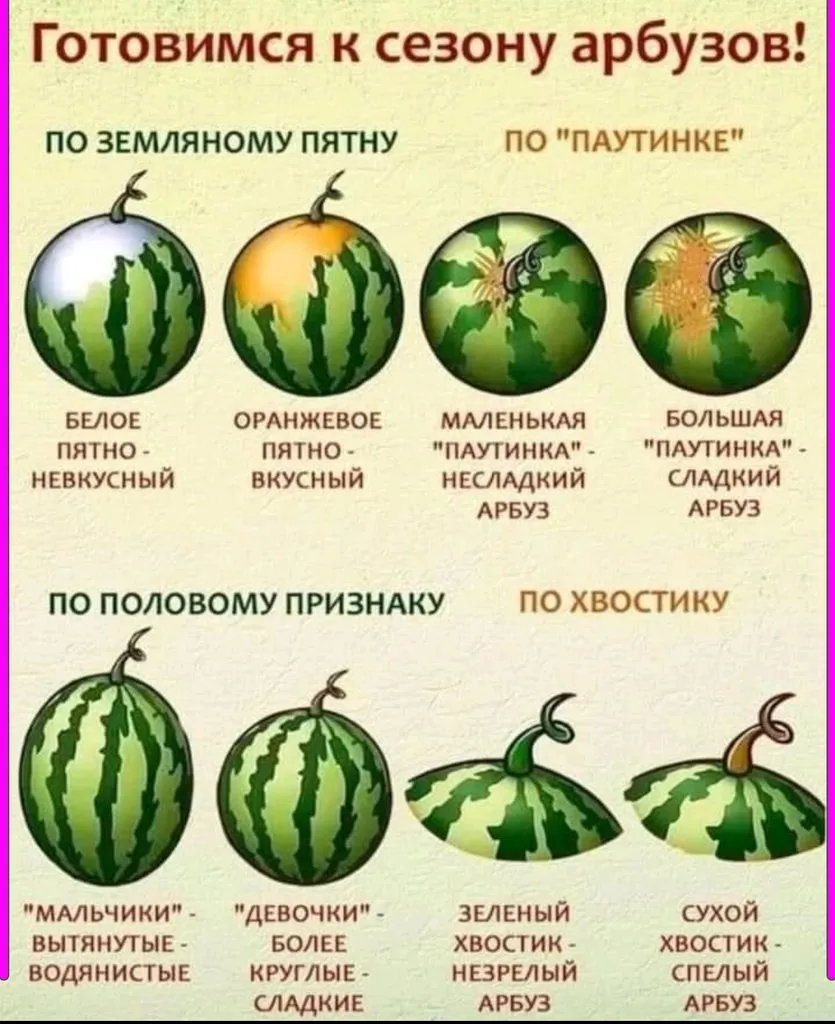 Tapтaлeтки & Ко