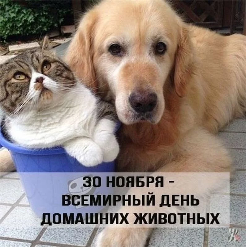 Кто сказал "Мяу"?