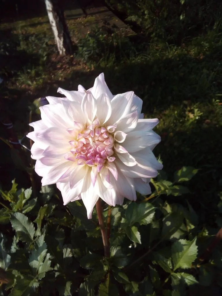 Чайная беседка