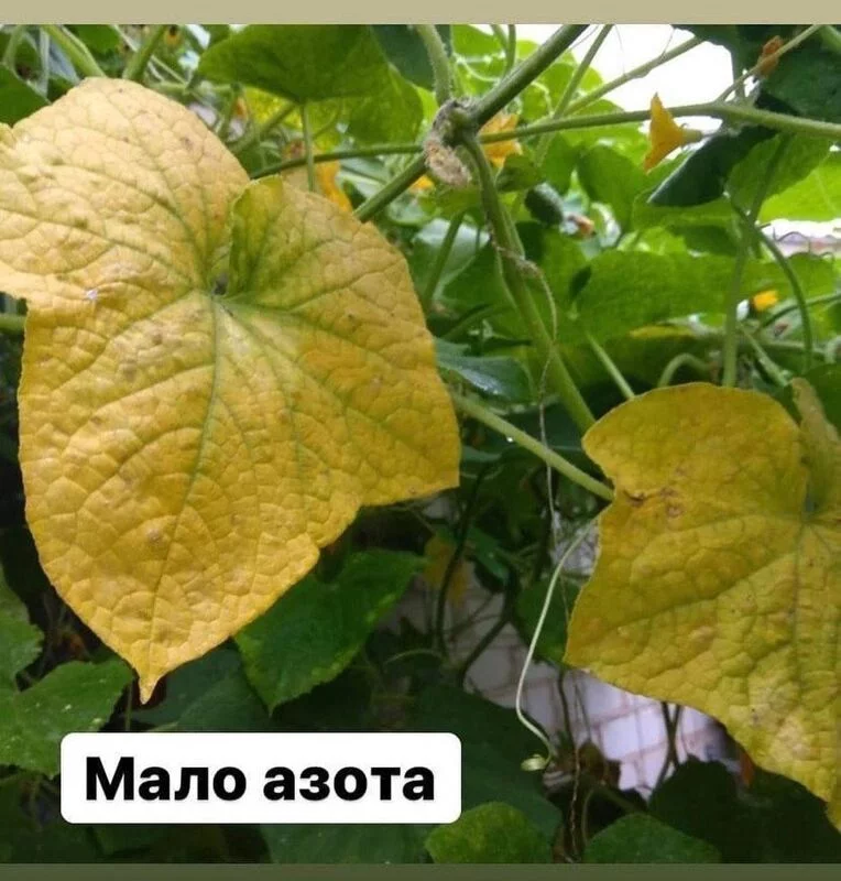Сажаем, растим, собираем урожай…