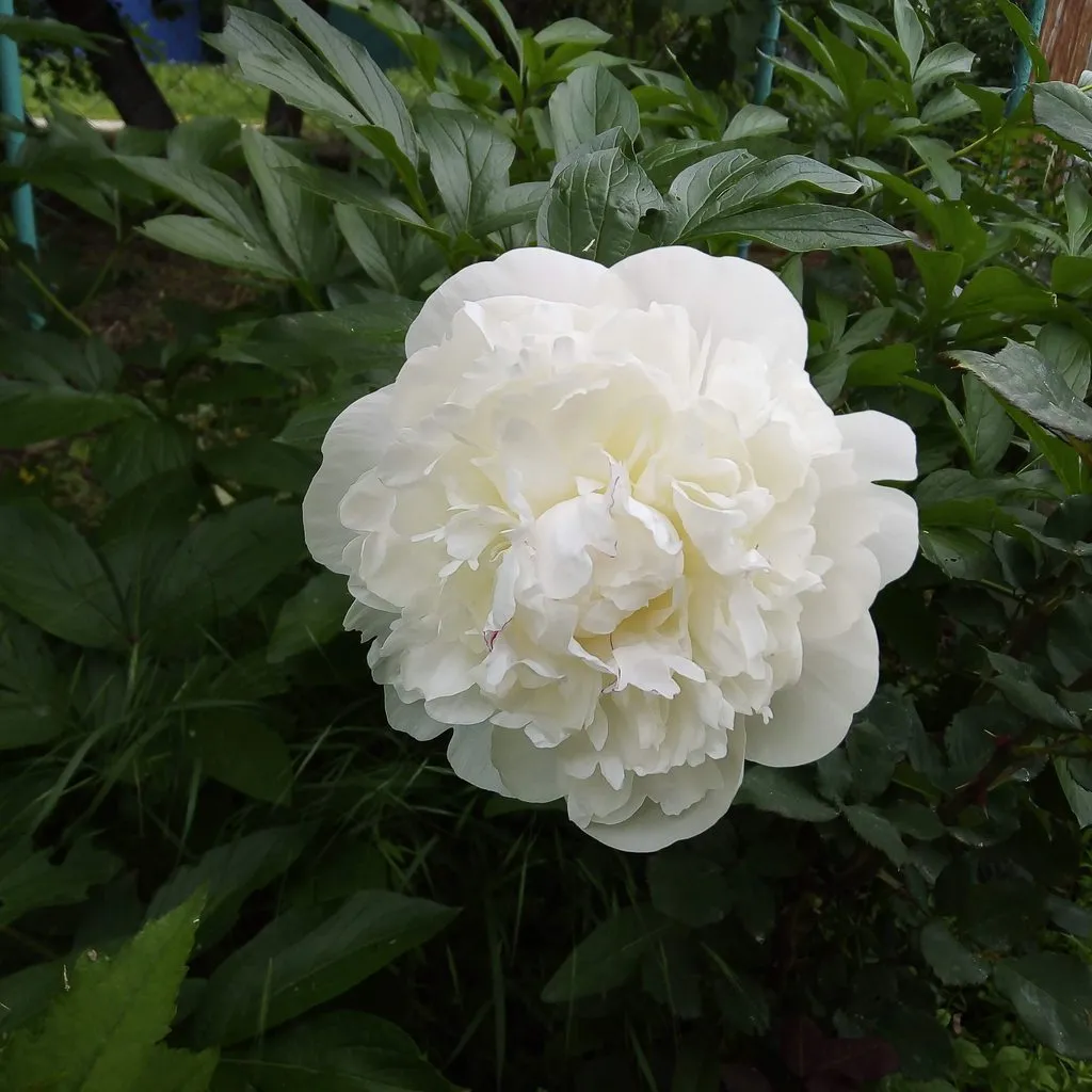 Чайная беседка