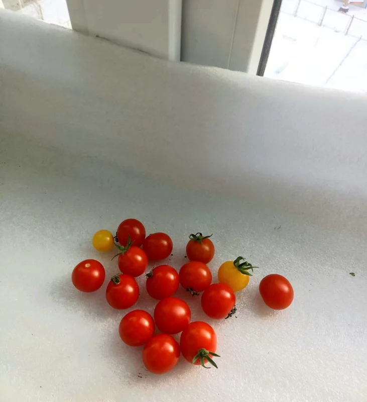 Чайная беседка