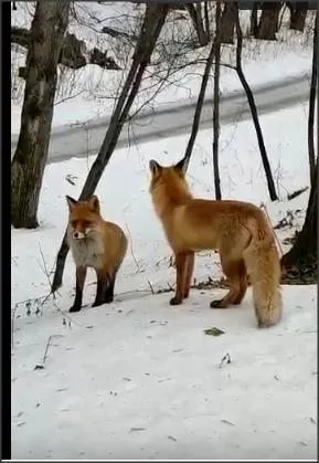 Коломенское