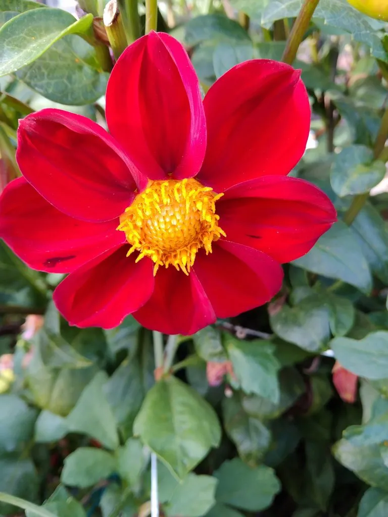 Чайная беседка